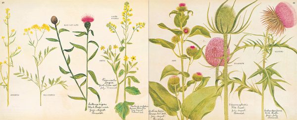 A VICTORIAN FLOWER ALBUM - immagine 5